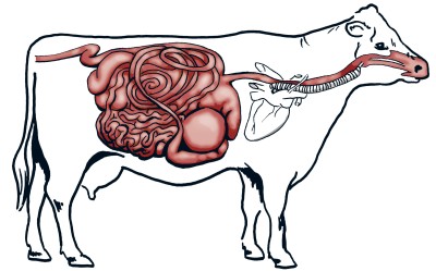 Digestione della vacca